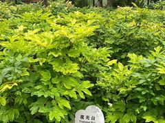 -洛阳市牡丹公园