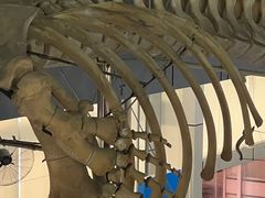 -上海海洋大学鱼文化博物馆(军工路校区)