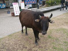 -天坛大佛