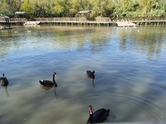 -溱湖国家湿地公园