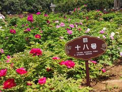 -洛阳市牡丹公园