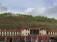 -塔尔寺-菩提树