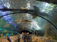 -悉尼海洋生物水族馆