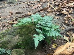 -莫里热带雨林景区