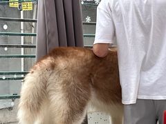 -星多哈·狗咖·拼豆·咖啡