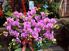 -龙大花卉苗木市场