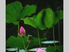-马家湾湿地公园