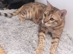 -啵啵喵·猫咖(攀华国际店)