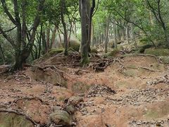 -火炉山森林公园