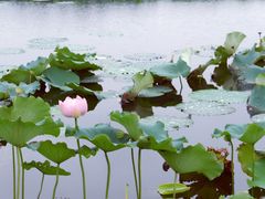 -荷塘月色湿地公园·向阳花洲