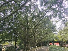 -海口火山口国家地质公园