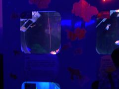 -芜湖新华联大白鲸海洋公园