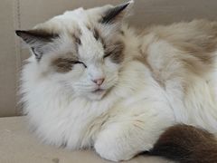 -怪兽屋·羊驼·猫咖·狗咖(俊华广场店)