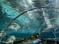 -上海海洋水族馆