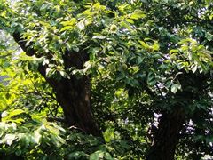 -兴福老面馆(寺路街店)