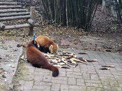 景点-成都大熊猫繁育研究基地