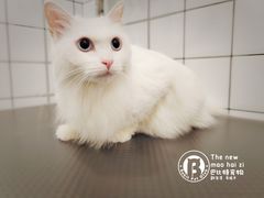 -BABIT巴比特宠物(MOMOPARK店)