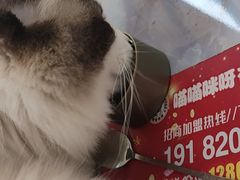 -喵喵咪呀布偶猫咖(春熙路店)