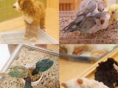 -帕帕拉兹宠物(亚洲旗舰店)