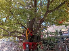 -遵化市禅林寺古银杏风景园