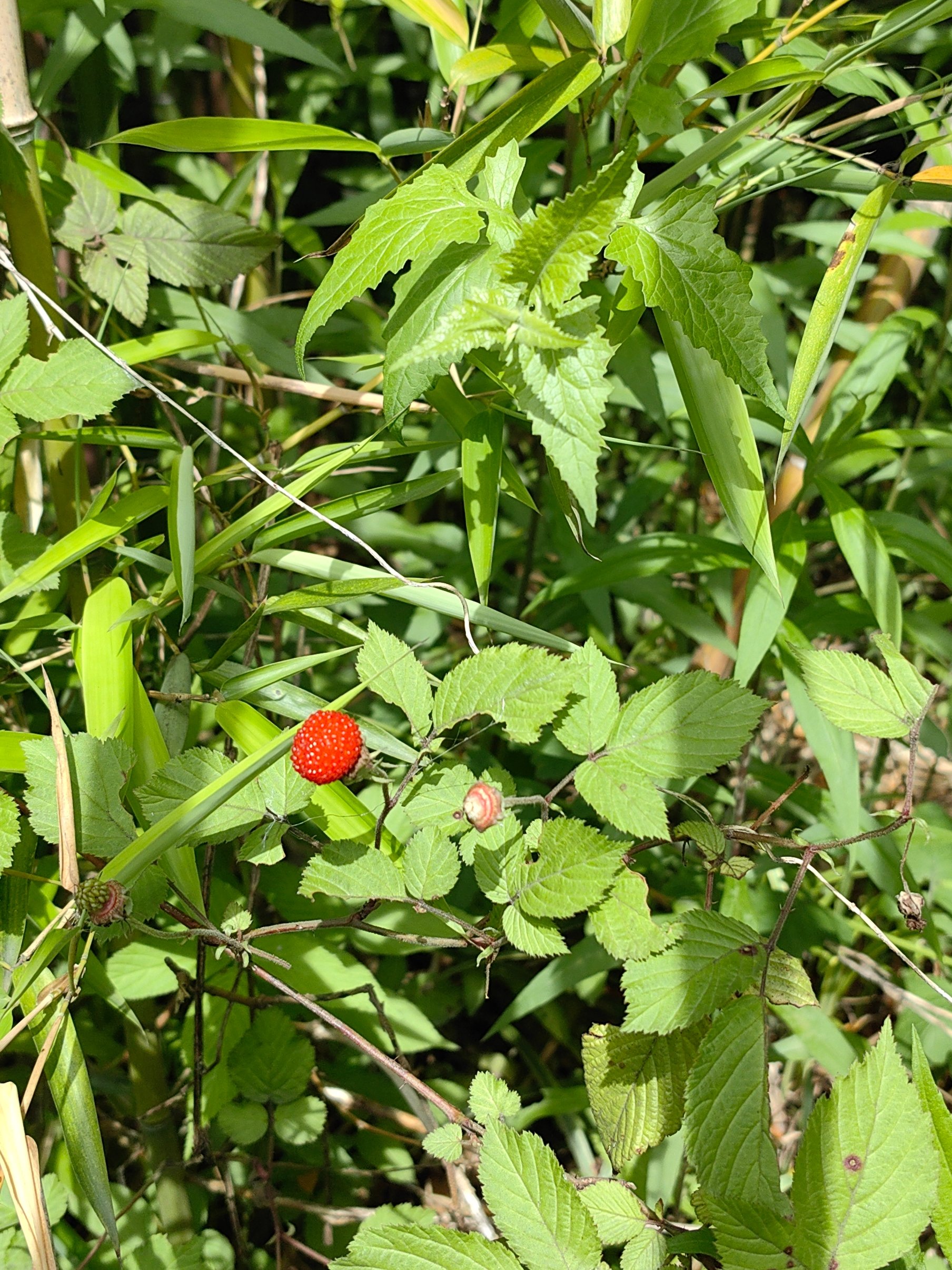 飓风果实图片