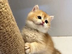 -十月米努特矮脚猫舍