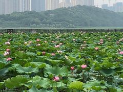 -月湖风景区