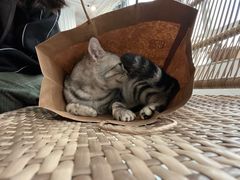 -共舞时光猫咖·狗咖(新街口店)