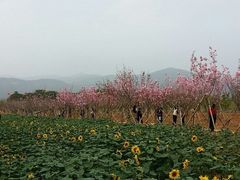 -天适樱花悠乐园