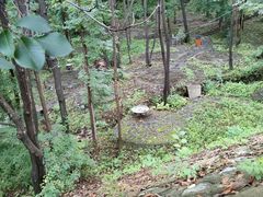 -云岭野山参风景区