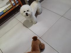 -美联众合动物医院·24h转诊中心