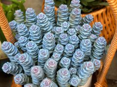 -溪岸路花鸟市场