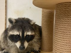 -浣熊柯尔鸭土拨鼠·电玩咖