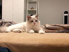 -猫大福·Fortune Cat猫舍(百子湾店)