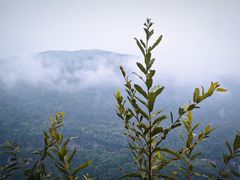 -铁山坪森林公园
