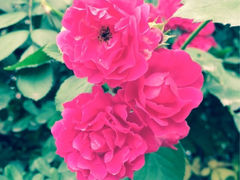 iphone_upload_pic-北戴河集发农业梦想王国