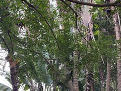 -海南热带野生动植物园