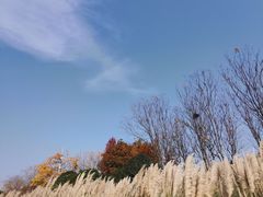 -贡湖湾湿地公园
