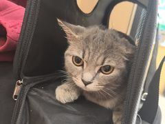 -瑞派康怡24h宠物医院·犬猫医疗中心·微创绝育(瑞景分院)
