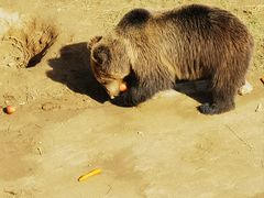 -青藏高原野生动物园