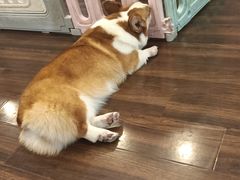 -柯斗斗主题餐厅·狗咖·围炉煮茶·茶饮(国瑞升平里店)