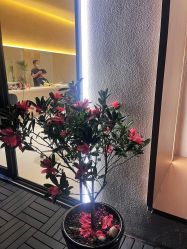 点击看大图 -Garden花園造型