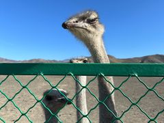 -新疆天山野生动物园