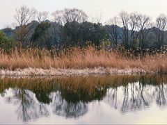 -西湖风景区-江洋畈生态公园