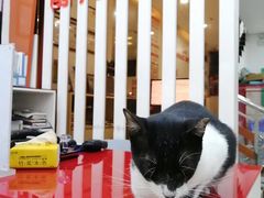 -创凡宠物医院·骨专科  猫科中心(西乡分院)