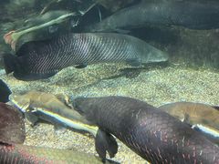 -太平洋海底世界