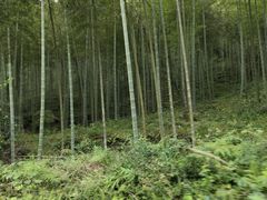 -永州阳明山国家森林公园