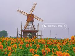 -杭州湾海上花田景区
