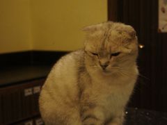 -more than meow吴止猫主题餐厅(承德 中船汇店)