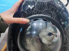 -伟伟宠物医院·CT影像中心·瑞派犬猫综合性门诊(汉口总院)